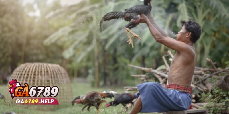 Sảnh Đá Gà Odin Gamecock