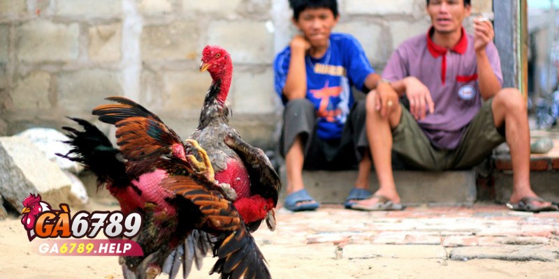 Sảnh Đá Gà Odin Gamecock